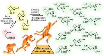 A stereochemical journey around spirocyclic glutamic acid analogs