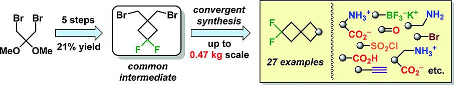 Multigram Synthesis of Advanced 6,6-Difluorospiro[3.3]heptane-Derived Building Blocks