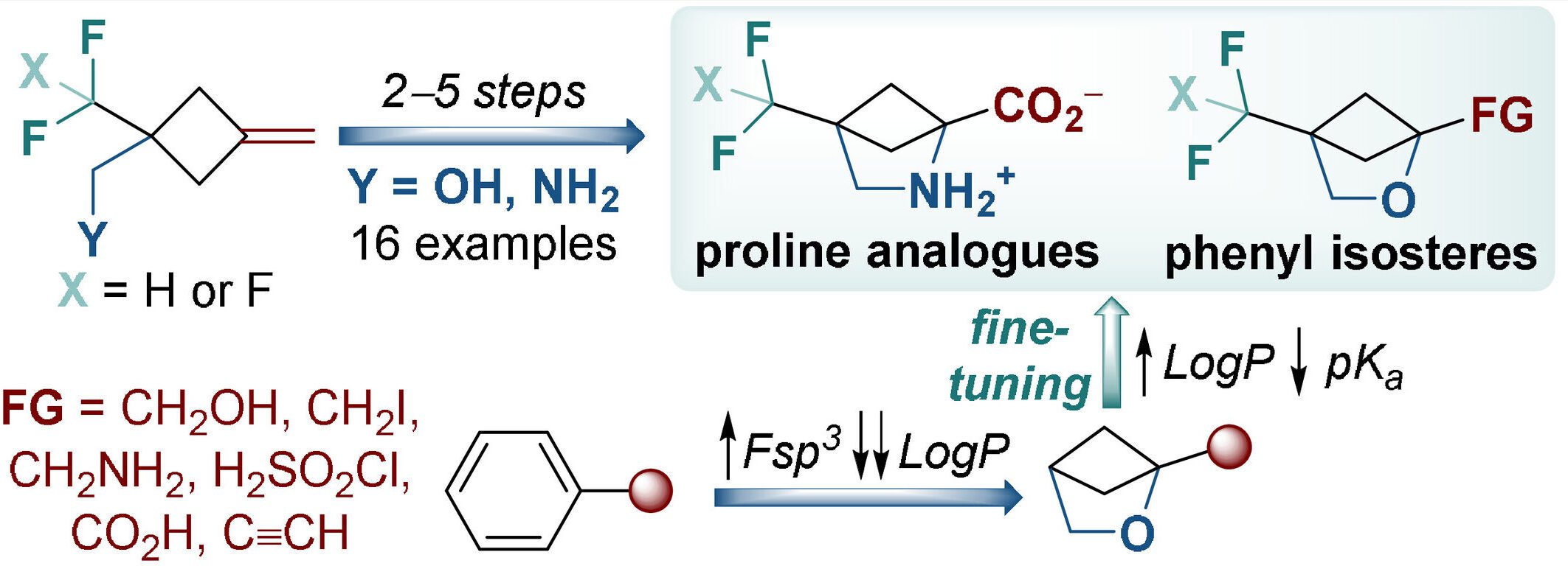 4-(Di-/Trifluoromethyl)-2-heterabicyclo[2.1.1]hexanes: Advanced Fluorinated Phenyl Isosteres and Proline analogues