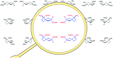Conformationally restricted glutamic acid analogues: stereoisomers of 1-aminospiro[3.3]heptane-1,6-dicarboxylic acid